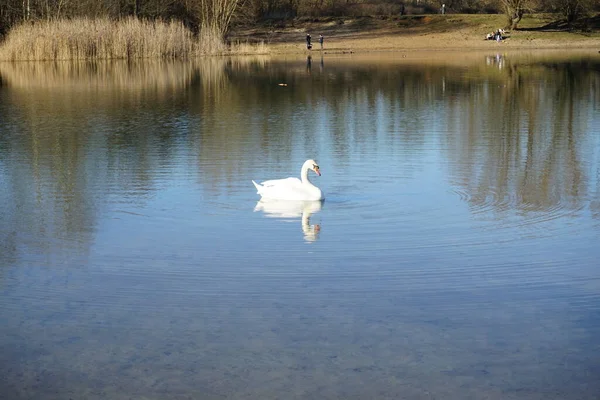 Ein Weißer Höckerschwan Schwimmt März Habermannsee Der Höckerschwan Cygnus Olor — Stockfoto