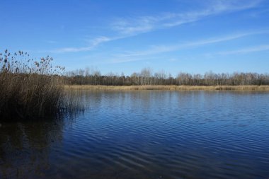 Mart ayında Habermannsee Gölü manzarası muhteşem bir bitki örtüsüyle birlikte. Kaulsdorfer Baggersee, Berlin, Almanya