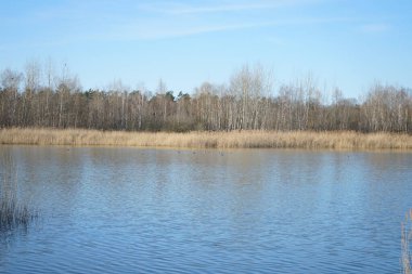 Mart ayında Habermannsee Gölü manzarası muhteşem bir bitki örtüsüyle birlikte. Kaulsdorfer Baggersee, Berlin, Almanya