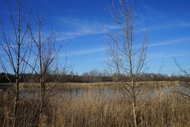 Mart ayında Habermannsee Gölü manzarası muhteşem bir bitki örtüsüyle birlikte. Kaulsdorfer Baggersee, Berlin, Almanya
