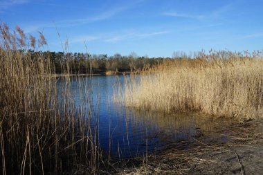 Mart ayında Habermannsee Gölü manzarası muhteşem bir bitki örtüsüyle birlikte. Kaulsdorfer Baggersee, Berlin, Almanya