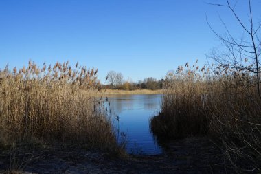 Mart ayında Habermannsee Gölü manzarası muhteşem bir bitki örtüsüyle birlikte. Kaulsdorfer Baggersee, Berlin, Almanya