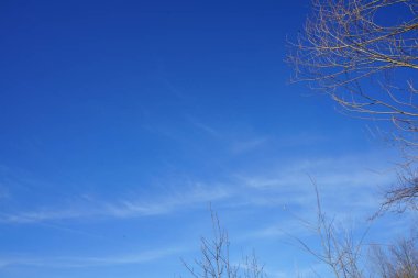 Mart ayında Habermannsee Gölü üzerinde gökyüzünde kara kafalı martılar. Siyah başlı martı, Chroicocephalus ridibundus, Palearctic 'de üreyen küçük bir martıdır. Kaulsdorfer Baggersee, Berlin, Almanya 
