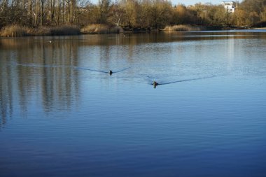 Mallard ördekleri Mart ayında Habermannsee gölünde yüzerler. Yaban ördeği (