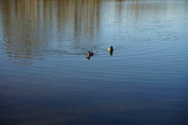 Mallard ördekleri Mart ayında Habermannsee gölünde yüzerler. Yaban ördeği (