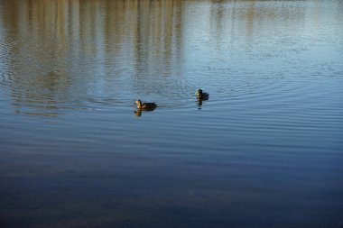 Mallard ördekleri Mart ayında Habermannsee gölünde yüzerler. Yaban ördeği (