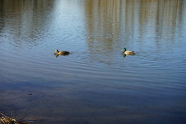 Mallard ördekleri Mart ayında Habermannsee gölünde yüzerler. Yaban ördeği (