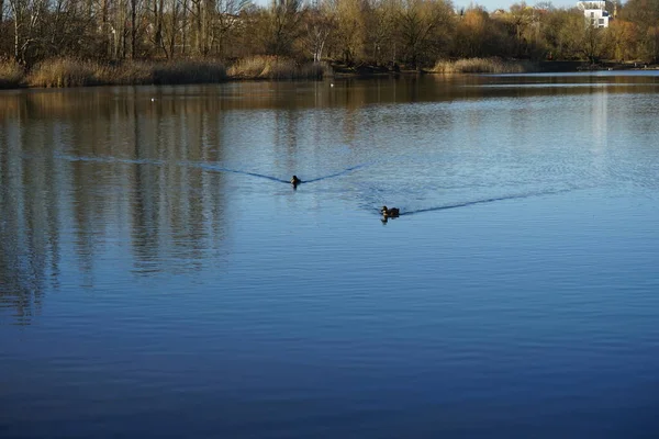 Mallard ördekleri Mart ayında Habermannsee gölünde yüzerler. Yaban ördeği (