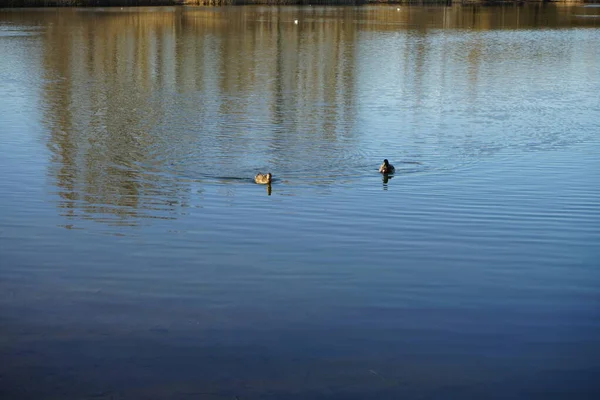 Πάπιες Mallard Κολυμπούν Στη Λίμνη Habermannsee Μάρτιο Αγριόπαπια Αγριόπαπια Anas — Φωτογραφία Αρχείου