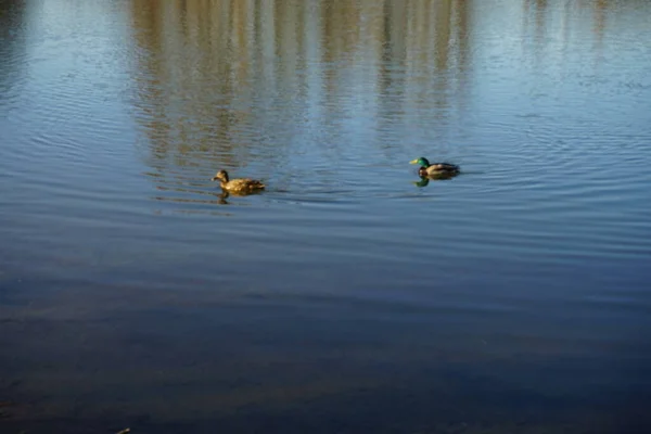 野鸭在哈贝曼湖游泳 野鸭或野鸭 Anas Platyrhynchos 是一种涉猎的鸭 Kaulsdorfer Baggersee 德国柏林 — 图库照片