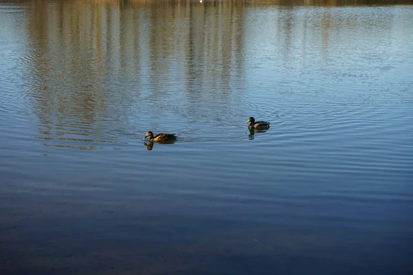 Mallard Ducks Swim Lake Habermannsee March Mallard Wild Duck Anas — Stock Photo, Image