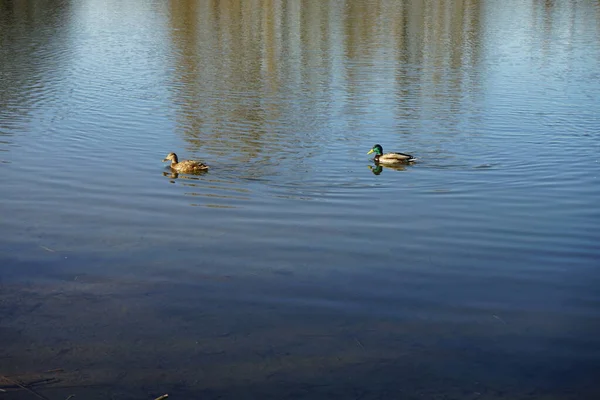Patos Reais Nadam Lago Habermannsee Março Pato Reais Anas Platyrhynchos — Fotografia de Stock