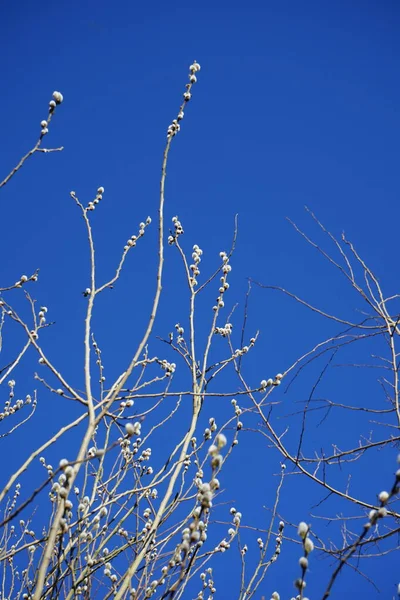 Flowering Branches Salix Caprea March Salix Caprea Known Goat Willow — Φωτογραφία Αρχείου