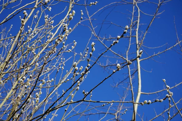 Flowering Branches Salix Caprea March Salix Caprea Known Goat Willow — Fotografia de Stock