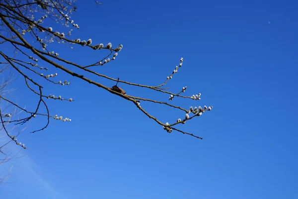 Flowering Branches Salix Caprea March Salix Caprea Known Goat Willow — Foto Stock