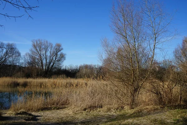三月份的哈贝曼湖景致 植被秀丽 Kaulsdorfer Baggersee 德国柏林 — 图库照片