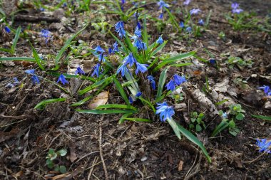 Scilla Siberica baharda mavi çiçeklerle açar. Scilla Siberica, Asparagaceae familyasından bir kuş türü. Berlin, Almanya 