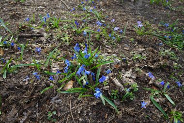 Scilla Siberica baharda mavi çiçeklerle açar. Scilla Siberica, Asparagaceae familyasından bir kuş türü. Berlin, Almanya 