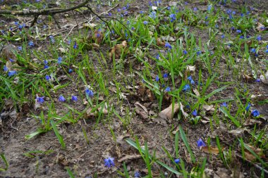 Scilla Siberica baharda mavi çiçeklerle açar. Scilla Siberica, Asparagaceae familyasından bir kuş türü. Berlin, Almanya 