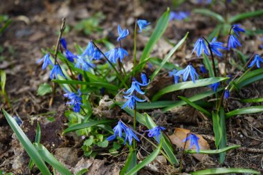 Scilla Siberica baharda mavi çiçeklerle açar. Scilla Siberica, Asparagaceae familyasından bir kuş türü. Berlin, Almanya 