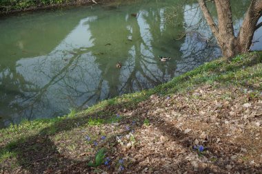 Erkek ve dişi yaban ördekleri Scilla Siberica 'nın mavi çiçekleriyle kıyıya yakın Wuhle nehrinde yüzerler. Berlin, Almanya 