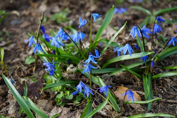 Scilla Siberica Florece Con Flores Azules Primavera Scilla Siberica Una —  Fotos de Stock