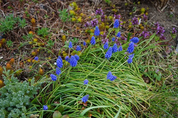 Flores Azules Muscari Armeniacum Flores Púrpuras Lamium Purpureum Florecen Jardín —  Fotos de Stock