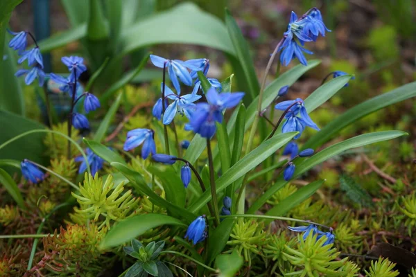 Scilla Siberica Florece Con Flores Azules Primavera Scilla Siberica Una —  Fotos de Stock