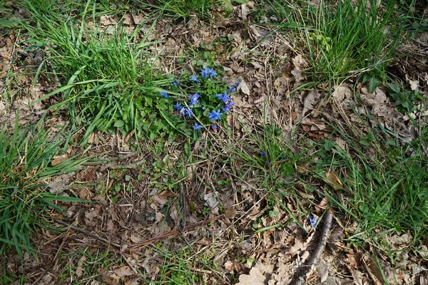 春に青い花を咲かせます シベリカ Scilla Siberica シベリアのスキルまたは木のスキルで アブラナ科の開花植物の一種です ドイツ ベルリン — ストック写真