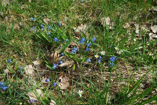 Scilla Siberica Fleurit Avec Des Fleurs Bleues Printemps Scilla Siberica — Photo