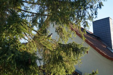 Columba Palumbus, Mart ayında bir kozalaklı Picea abies dalında oturur. Orman güvercini, güvercin, güvercin, güvercin, güvercin, güvercin ve güvercin familyasından bir güvercin türüdür. Berlin, Almanya 