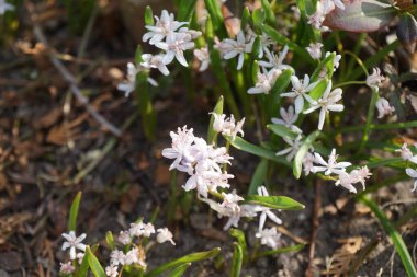 Mart ayında bifolia çiçekleri. Scilla bifolia, Asparagaceae familyasından Palearktik bölgede yetişen bir bitki türü. Berlin, Almanya 