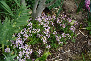 Bahçede bahar aylarında Kafkasya 'nın Pinkie' si. Arap Kafkasya (