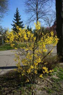 Nisanda çiçek açan Forsythia. Forsythia, Oleaceae familyasından bir bitki cinsidir. Berlin, Almanya 