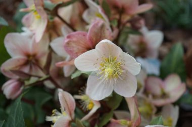 Evergreen Helleborus spp. Soğuk mevsimde. Hellebore, latin. Helleborus, Ranunculaceae familyasından uzun ömürlü bir bitki cinsidir. Berlin, Almanya 
