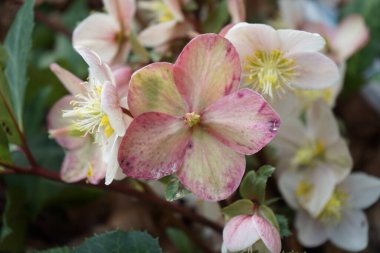 Evergreen Helleborus spp. Soğuk mevsimde. Hellebore, latin. Helleborus, Ranunculaceae familyasından uzun ömürlü bir bitki cinsidir. Berlin, Almanya 