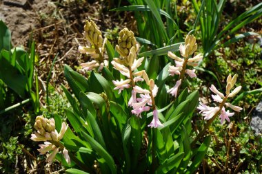 Baharda bahçede pembe sümbüller. Sümbül (