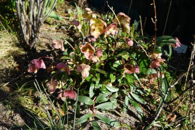 Helleborus Sahinii 'Winterbells' bahçede. Ranunculaceae familyasından H niger + H foetidus adında çok dayanıklı bir melez. Berlin, Almanya