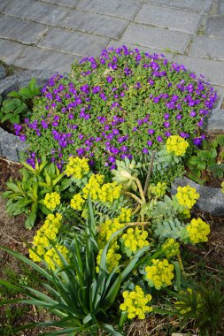 Nisan ayında bahçede Euphorbia 'nın sarı çiçekleri menekşe çiçeklerine karşı Aubrieta x ultorum 