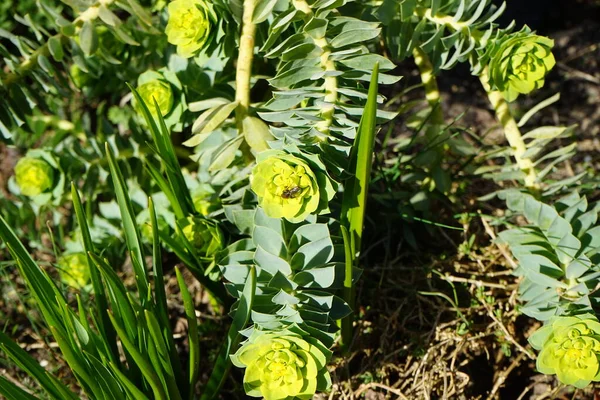 A bee on flowering Euphorbia myrsinitis in March. Euphorbia myrsinites, the myrtle spurge, blue spurge, or broad-leaved glaucous-spurge, is a succulent species of flowering plant in the spurge family. Berlin, Germany