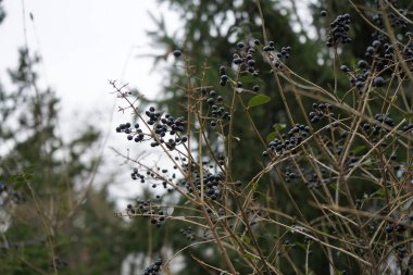 Şubat ayında böğürtlenli ligustrum vulgare. Ligustrum vulgare, kısaca Ligustrum vulgare, Ligustrum cinsinin bir türüdür. Berlin, Almanya