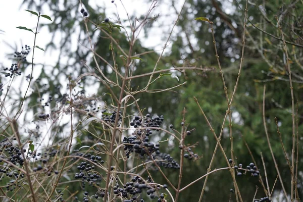 2月に果実を持つリグストラムのハゲワシ リグストルム ヴァルガレ Ligustrum Vlgare 野生のプライベート リグストルムの一種である ドイツ ベルリン — ストック写真