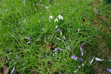 Baharın başlarında Galanthus Nivalis ve Crocus 'un beyaz çiçekleri. Galanthus nivalis, Galanthus cinsi içinde en çok bilinen ve yaygın olarak görülen kartopu türüdür. Berlin, Almanya