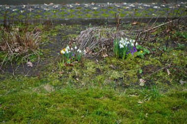 Bahçede Galanthus Nivalis 'in beyaz çiçekleri, sarı ve mor timsahlar ve Eranthis hyemalis' in sarı çiçekleri var. Berlin, Almanya