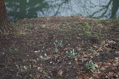 Baharın başında Galanthus Nivalis 'in beyaz çiçekleri. Galanthus nivalis, Galanthus cinsi içinde en çok bilinen ve yaygın olarak görülen kartopu türüdür. Berlin, Almanya 
