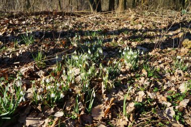 Baharın başında Galanthus Nivalis 'in beyaz çiçekleri. Galanthus nivalis, Galanthus cinsi içinde en çok bilinen ve yaygın olarak görülen kartopu türüdür. Berlin, Almanya 