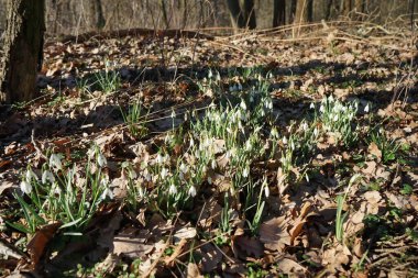 Baharın başında Galanthus Nivalis 'in beyaz çiçekleri. Galanthus nivalis, Galanthus cinsi içinde en çok bilinen ve yaygın olarak görülen kartopu türüdür. Berlin, Almanya 