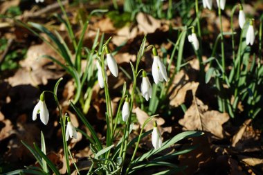 Baharın başında Galanthus Nivalis 'in beyaz çiçekleri. Galanthus nivalis, Galanthus cinsi içinde en çok bilinen ve yaygın olarak görülen kartopu türüdür. Berlin, Almanya 