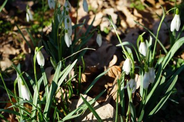 Baharın başında Galanthus Nivalis 'in beyaz çiçekleri. Galanthus nivalis, Galanthus cinsi içinde en çok bilinen ve yaygın olarak görülen kartopu türüdür. Berlin, Almanya 