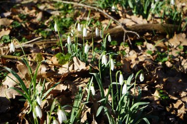 Baharın başında Galanthus Nivalis 'in beyaz çiçekleri. Galanthus nivalis, Galanthus cinsi içinde en çok bilinen ve yaygın olarak görülen kartopu türüdür. Berlin, Almanya 